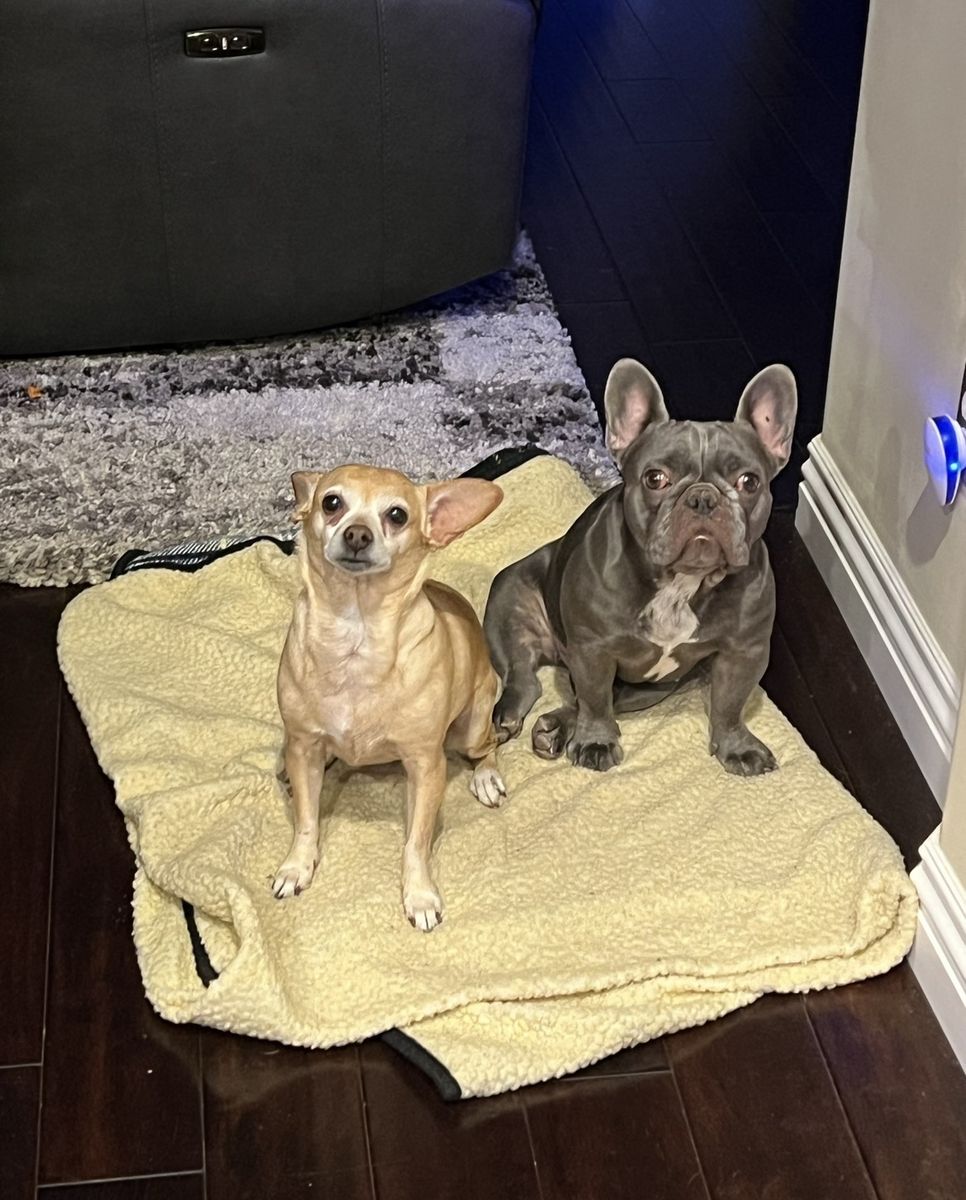 boston terrier under 1 year old