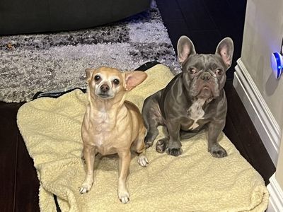 boston terrier under 1 year old