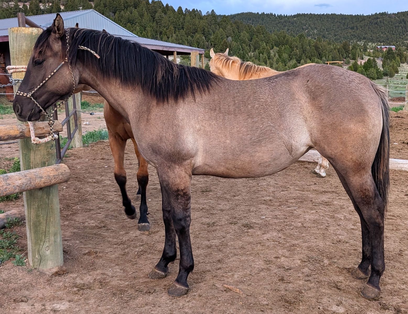 Yearling AQHA Grulla Filly Mare