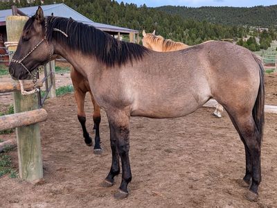 Yearling AQHA Grulla Filly Mare