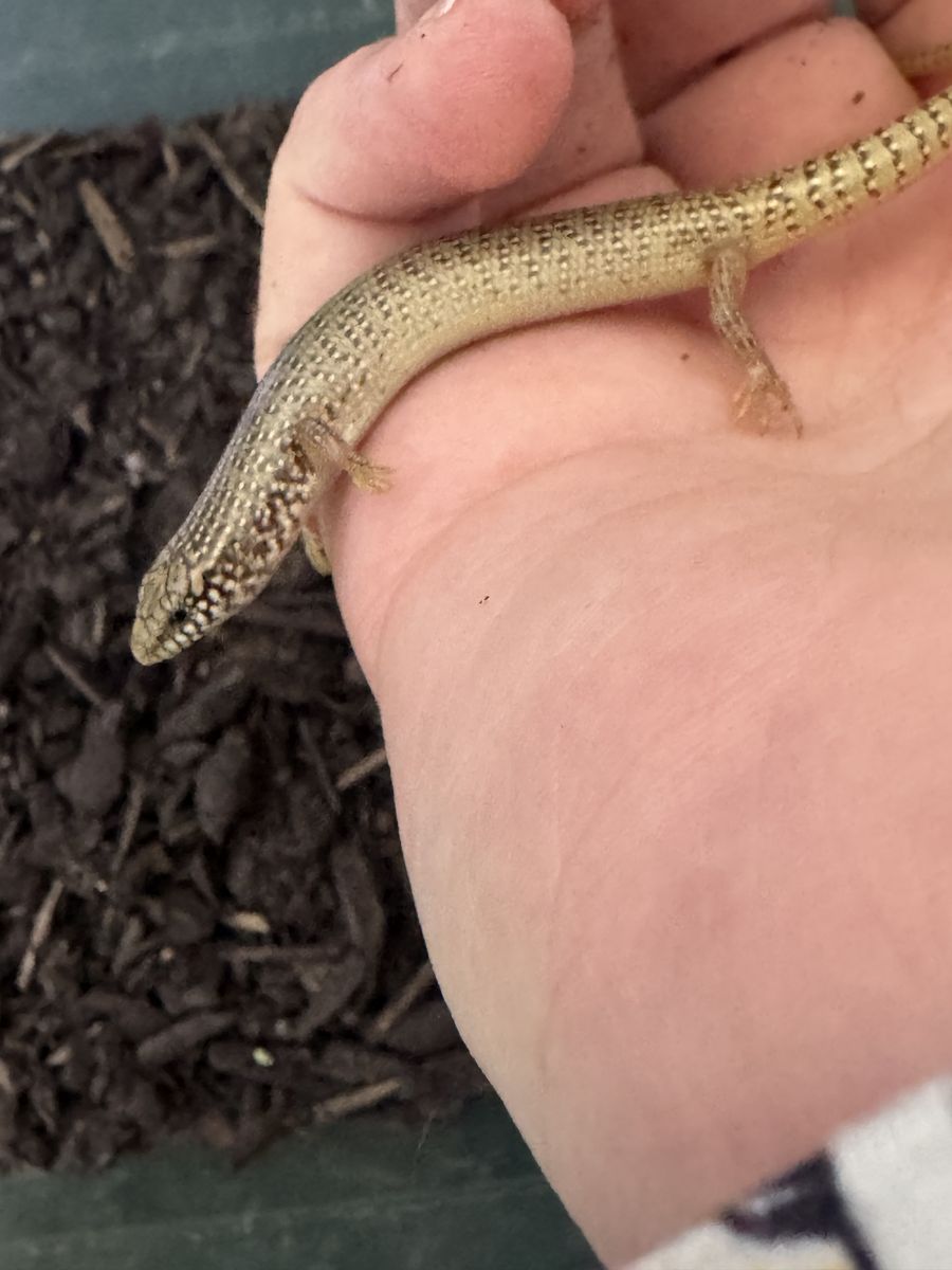Occelated Skink