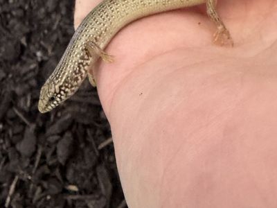 Occelated Skink