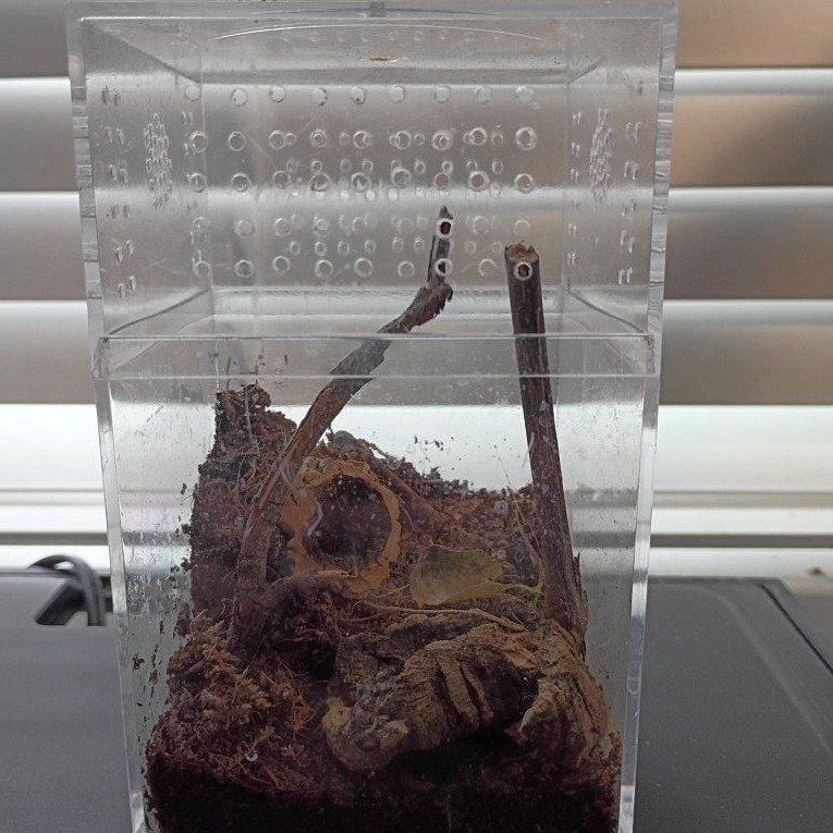 3x6 spider enclosure