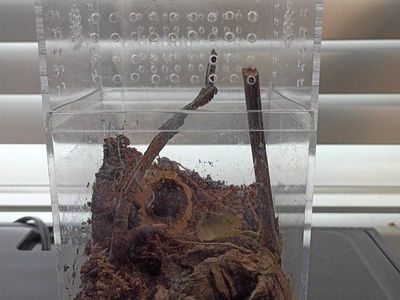 3x6 spider enclosure