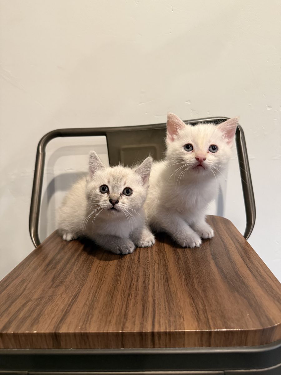 Siamese kittens