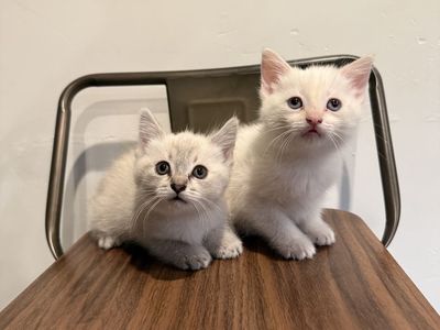 Siamese kittens
