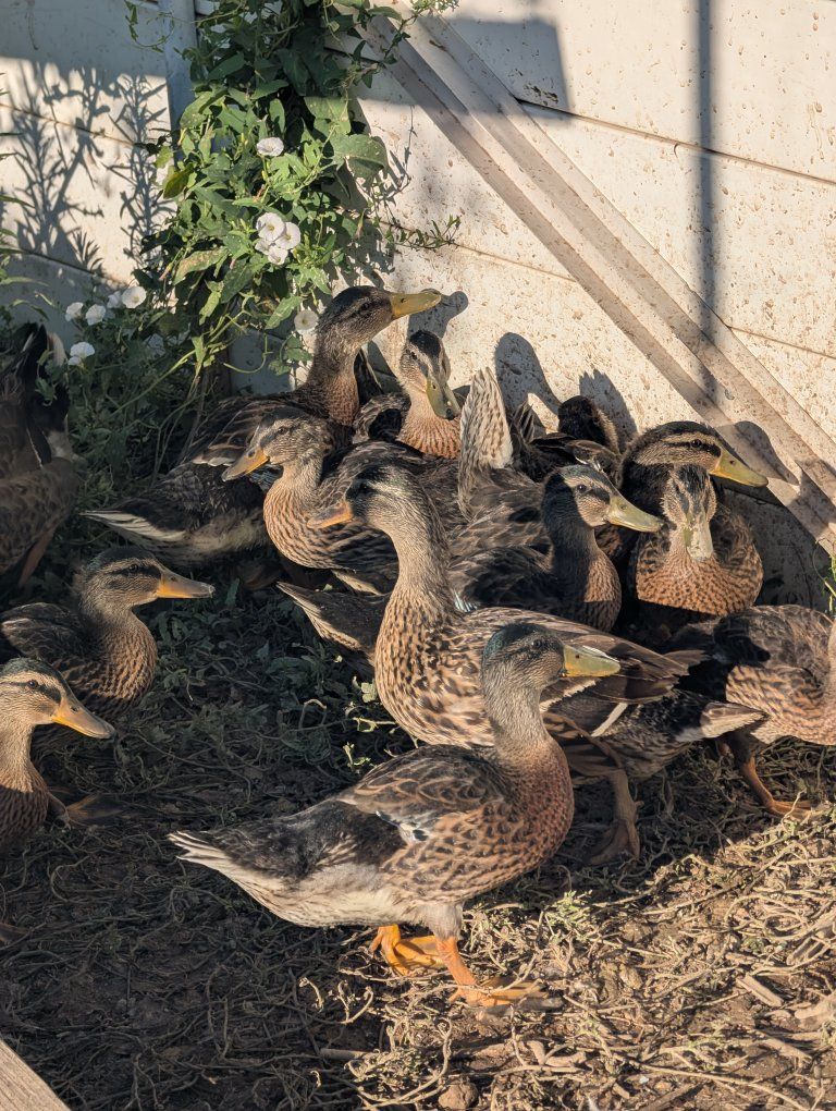 Young Mallard Ducks