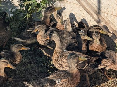 Young Mallard Ducks