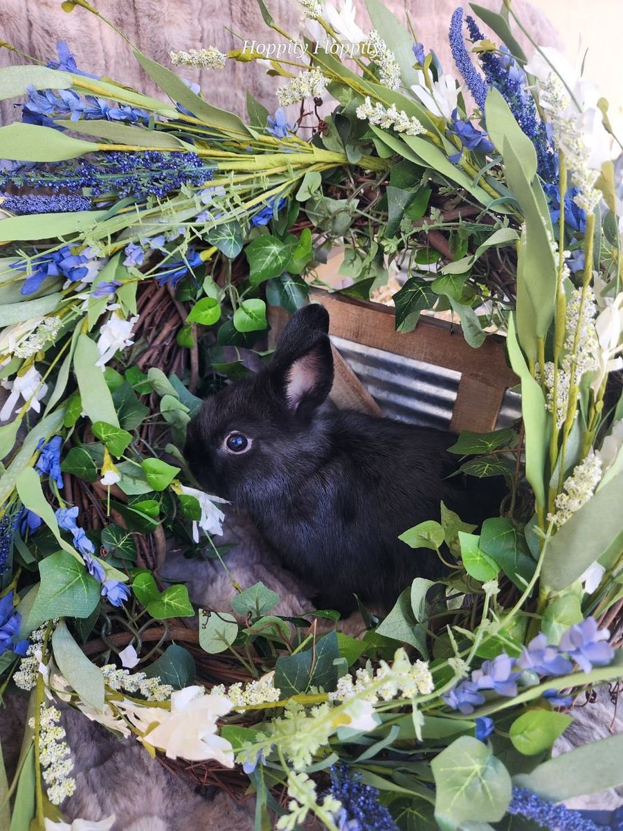 Black VM Netherland Dwarf Doe