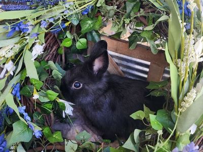 Black VM Netherland Dwarf Doe