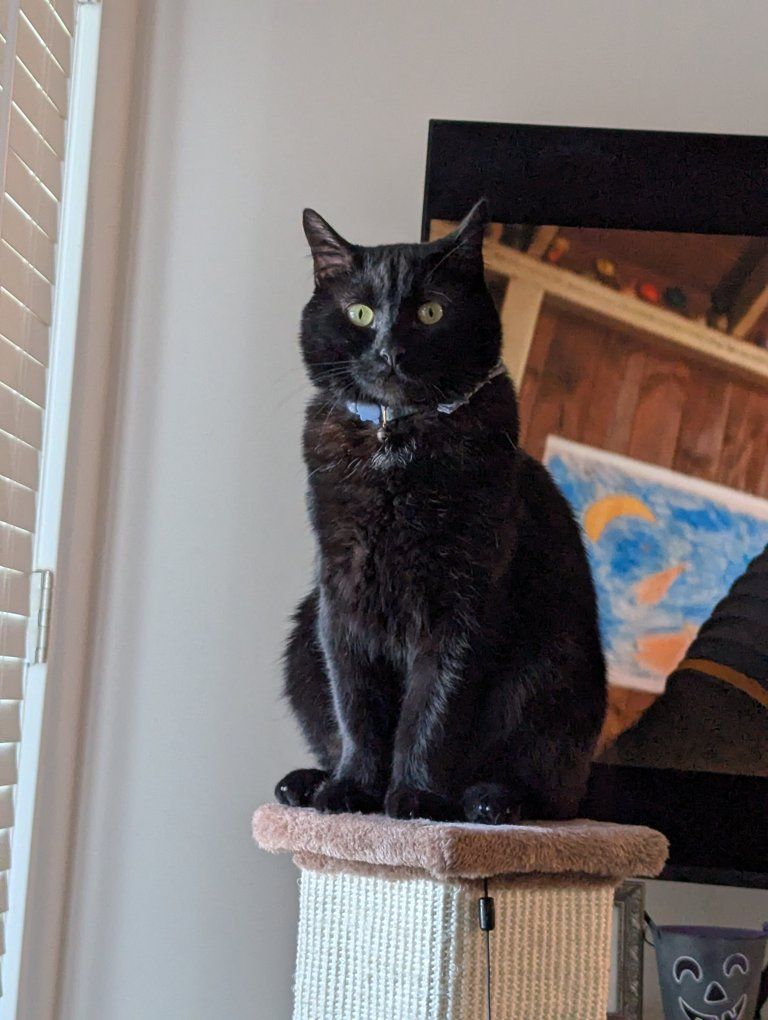 needing to rehome my cat