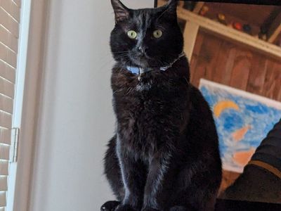 needing to rehome my cat