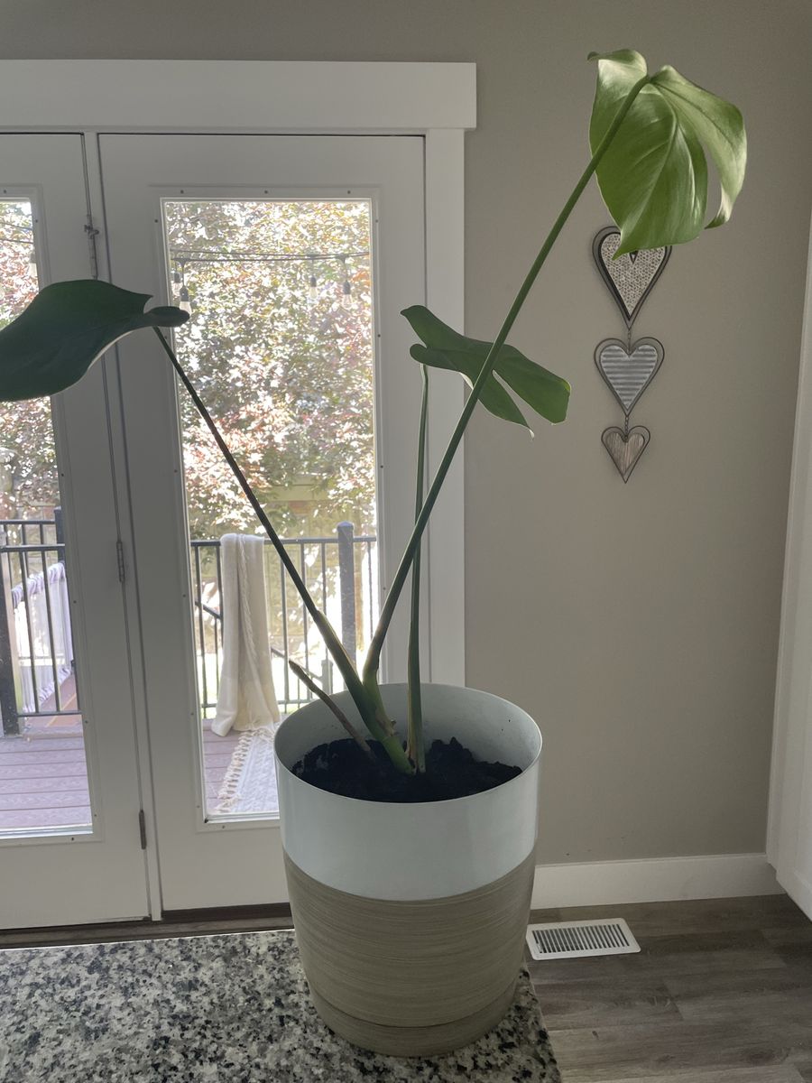 Real live monstera plant in 9” pot