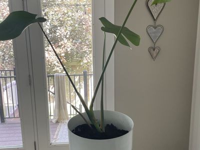 Real live monstera plant in 9” pot