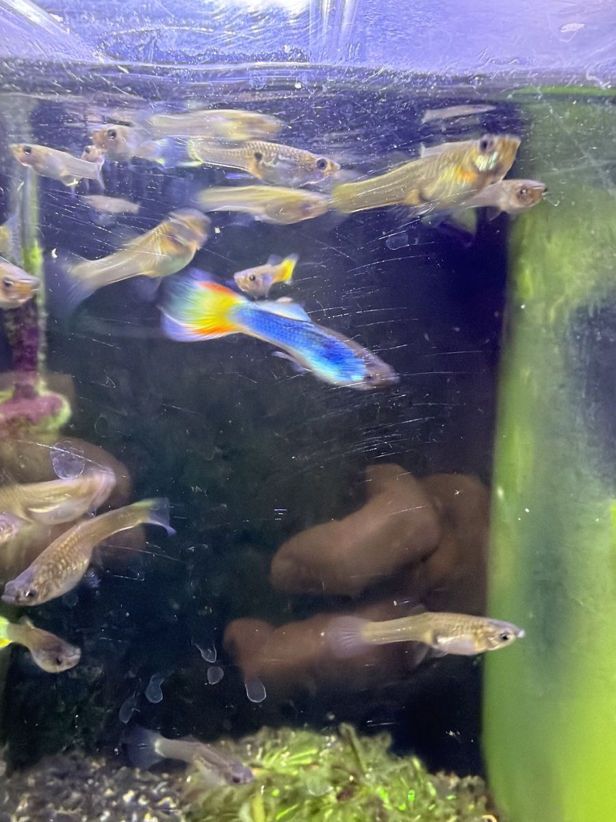 Guppies And Complete Tank