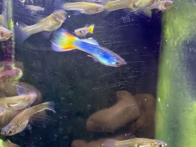Guppies And Complete Tank