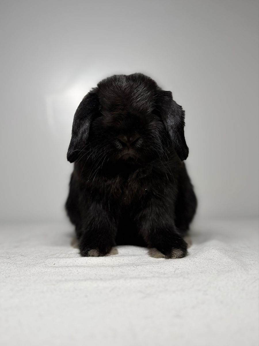Holland Lop Buck