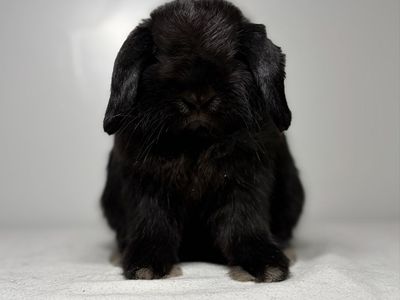 Holland Lop Buck