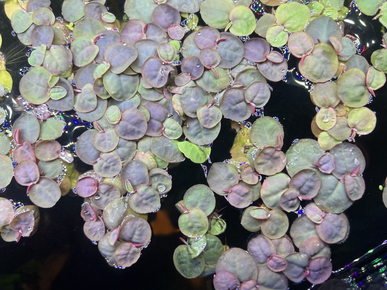 Red Root Flooters Aquarium Floating Plants