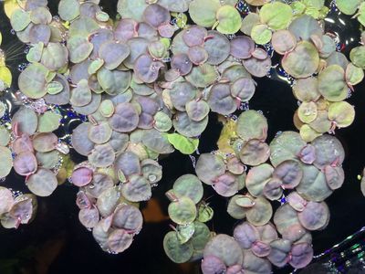 Red Root Flooters Aquarium Floating Plants