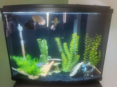35 gallon bow front fish tank with 3 Oscar fish
