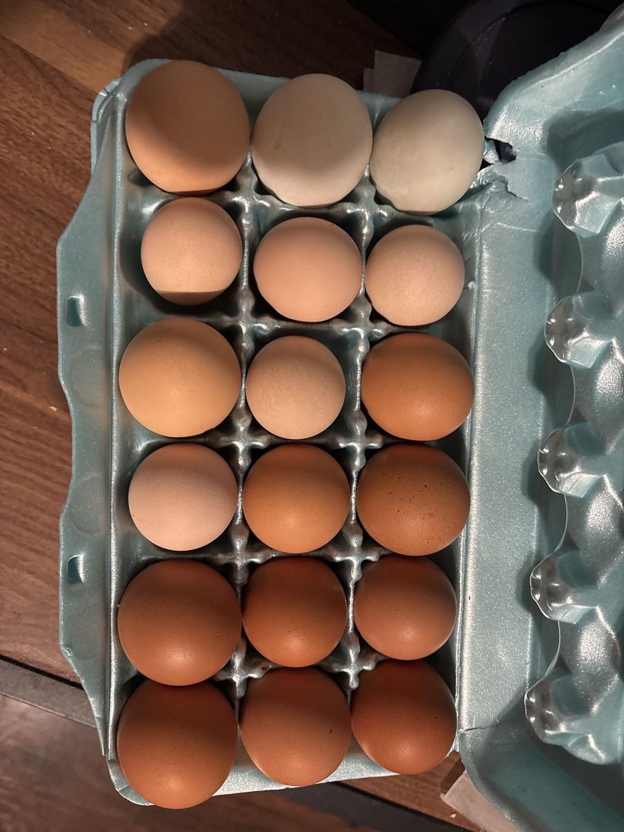 Fresh Chicken or Duck Eggs