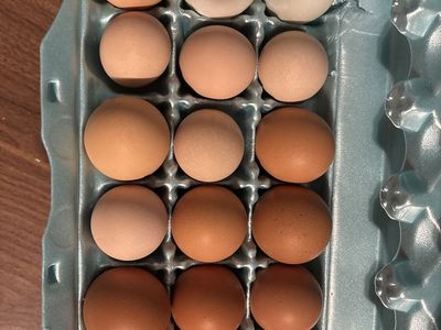 Fresh Chicken or Duck Eggs