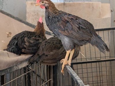 Free Roosters