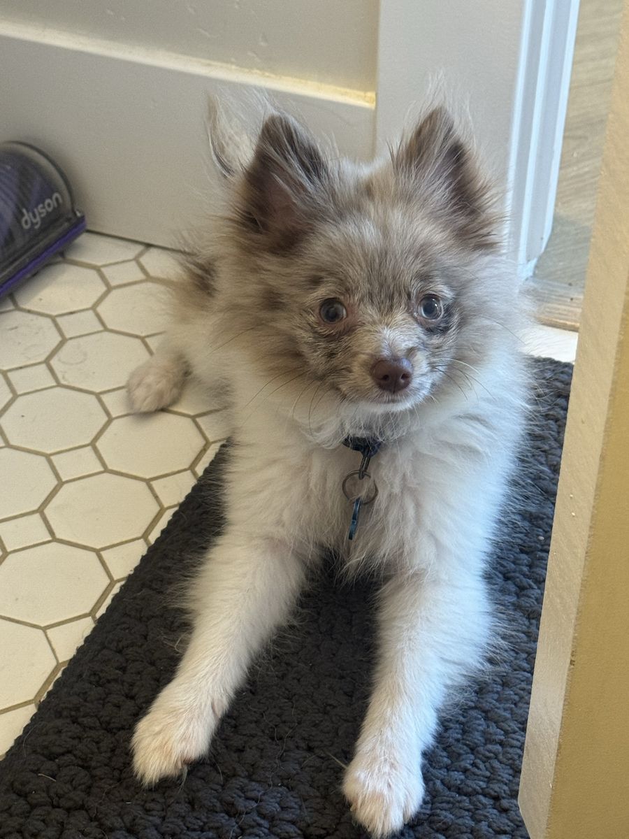 Purebred Pomeranian