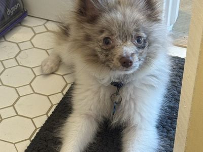 Purebred Pomeranian