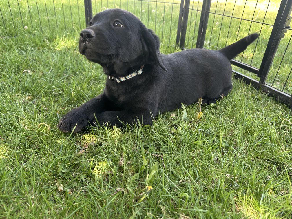 Only 3 left! 8 weeks old Purebred Black Labrador Puppies Not Papered