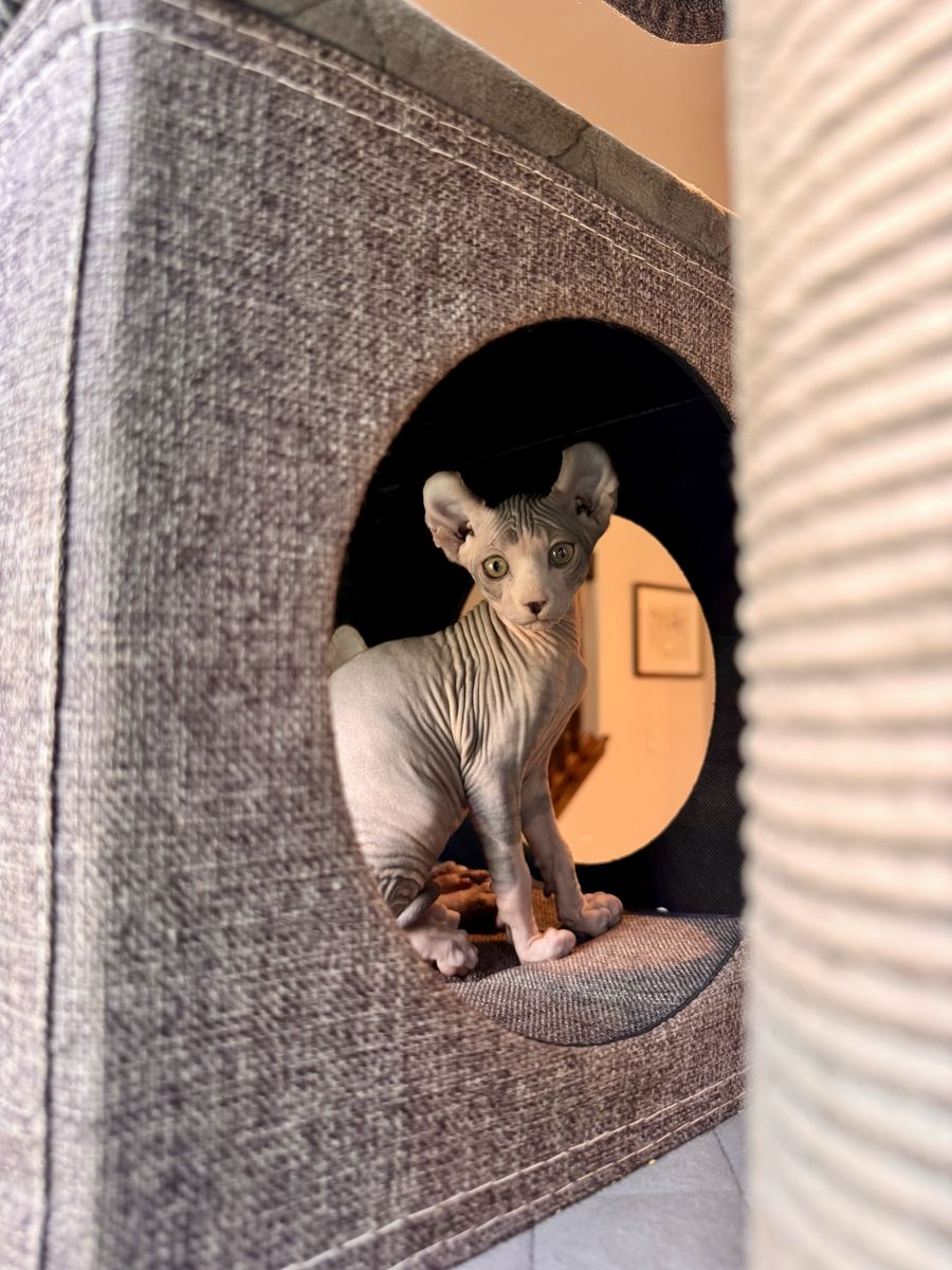 Elf Sphynx Kittens