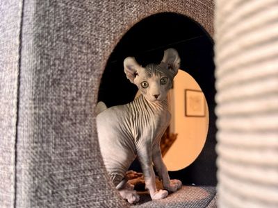 Elf Sphynx Kittens