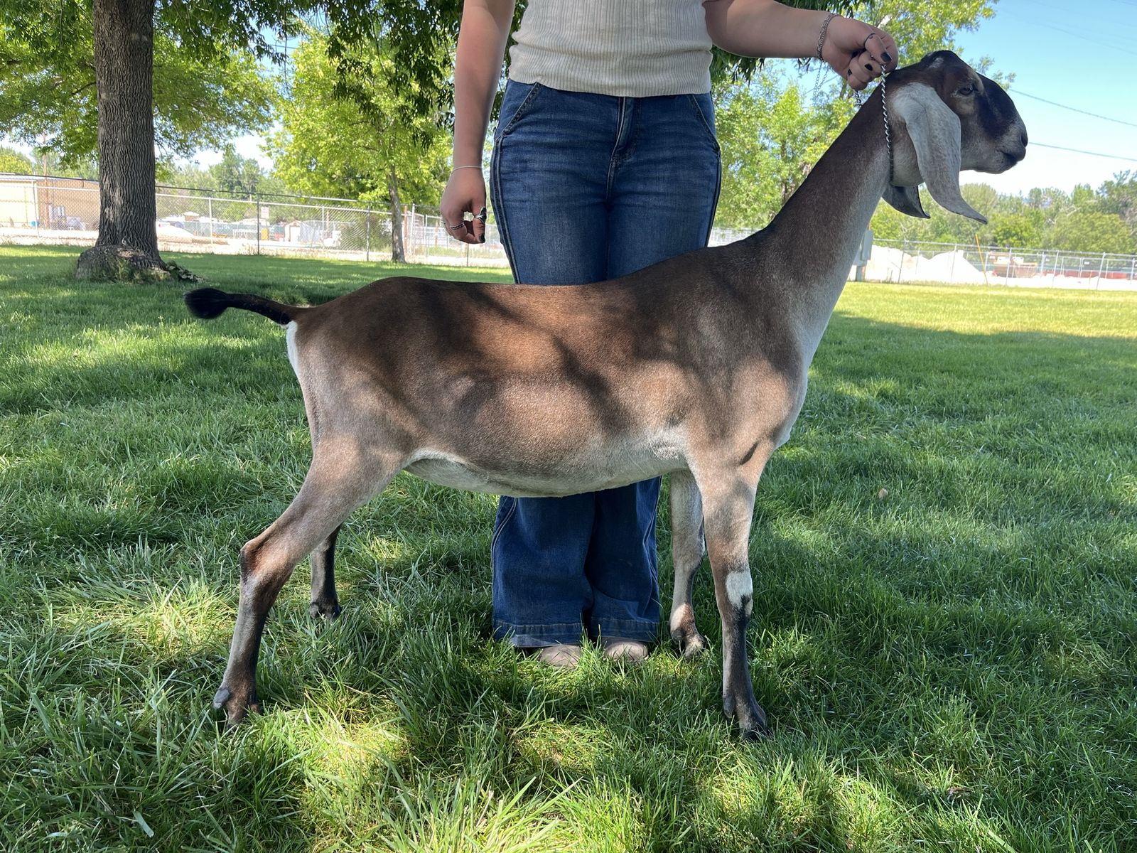 ADGA Registered Nubian in Milk