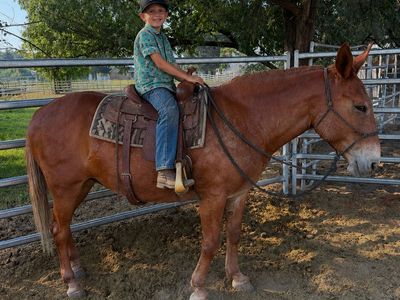 1/2 draft Mule for hunting