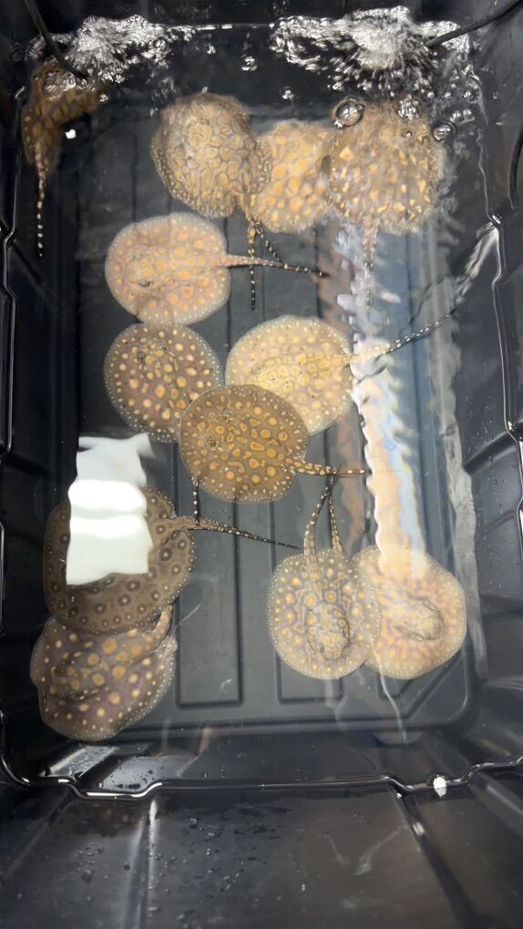 Hybrid Freshwater Stingray