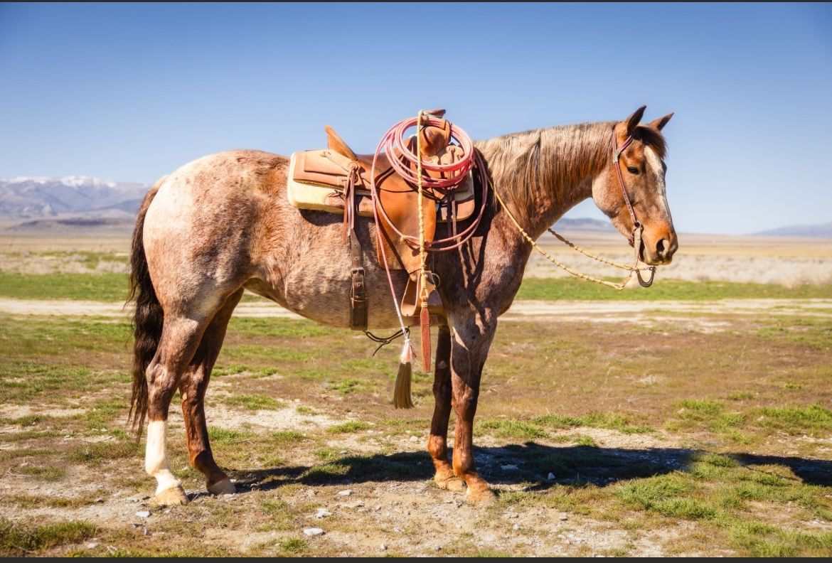 Rope/ performance horse/ futurity