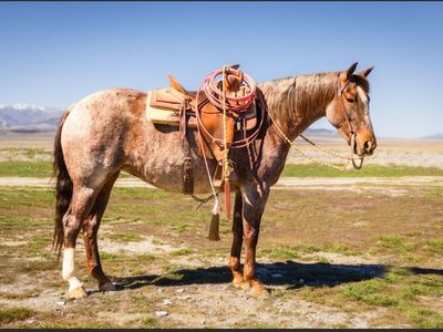 Rope/ performance horse/ futurity