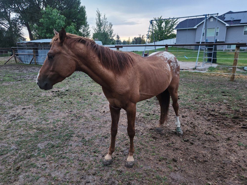 3 yr Old Grade Bay Blanket Appaloosa Colt