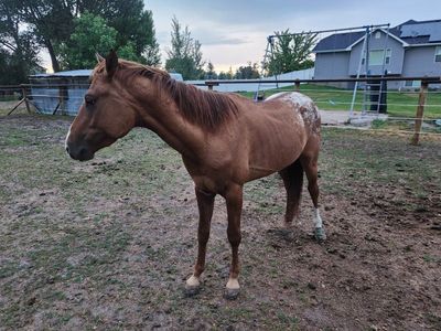 3 yr Old Grade Bay Blanket Appaloosa Colt