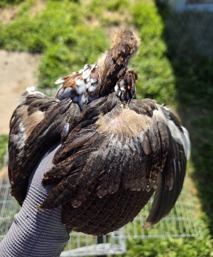 BROODER SALE!