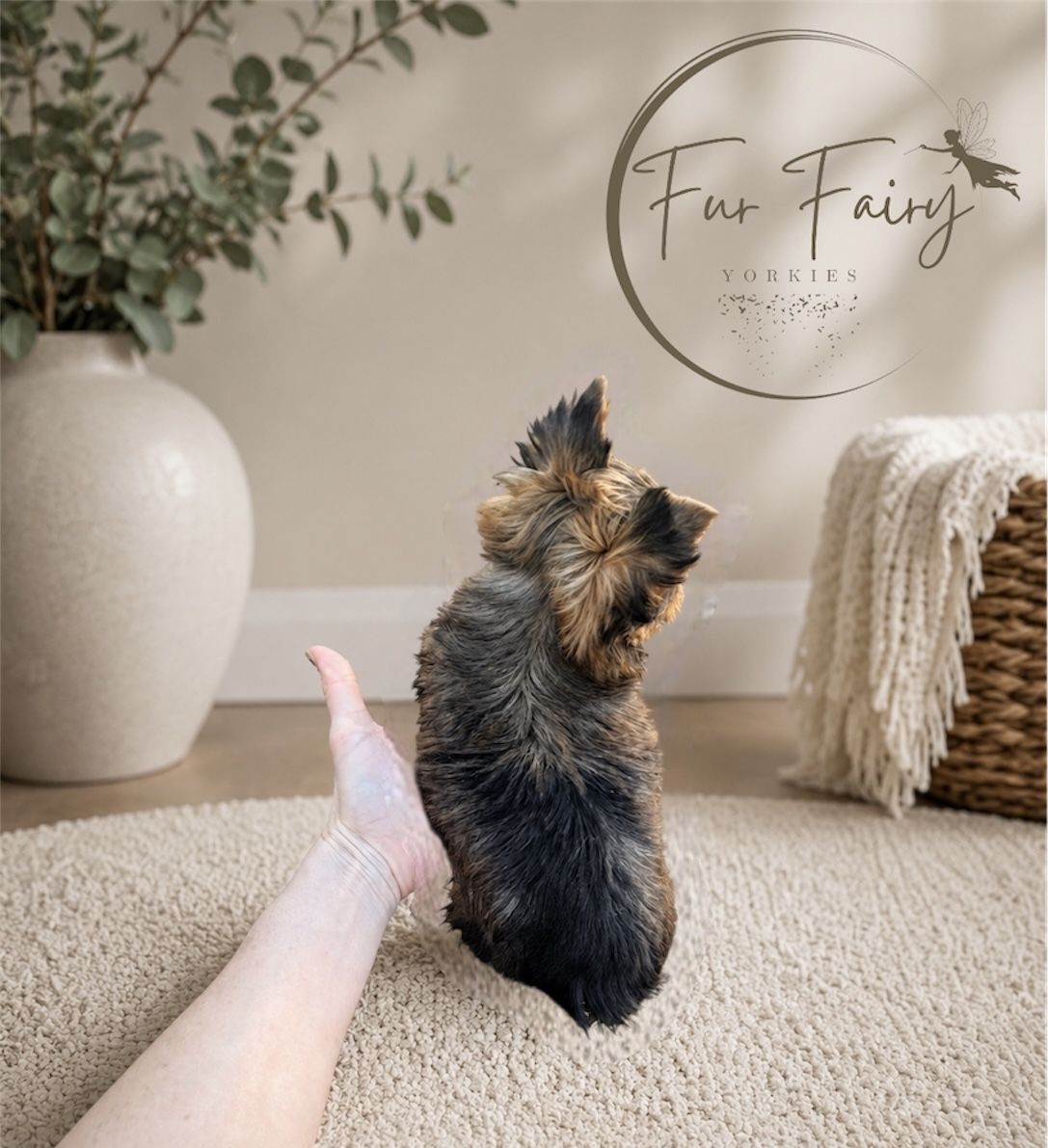 Rare Male Yorkie Puppy