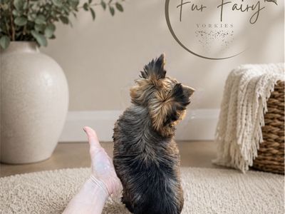 Rare Male Yorkie Puppy