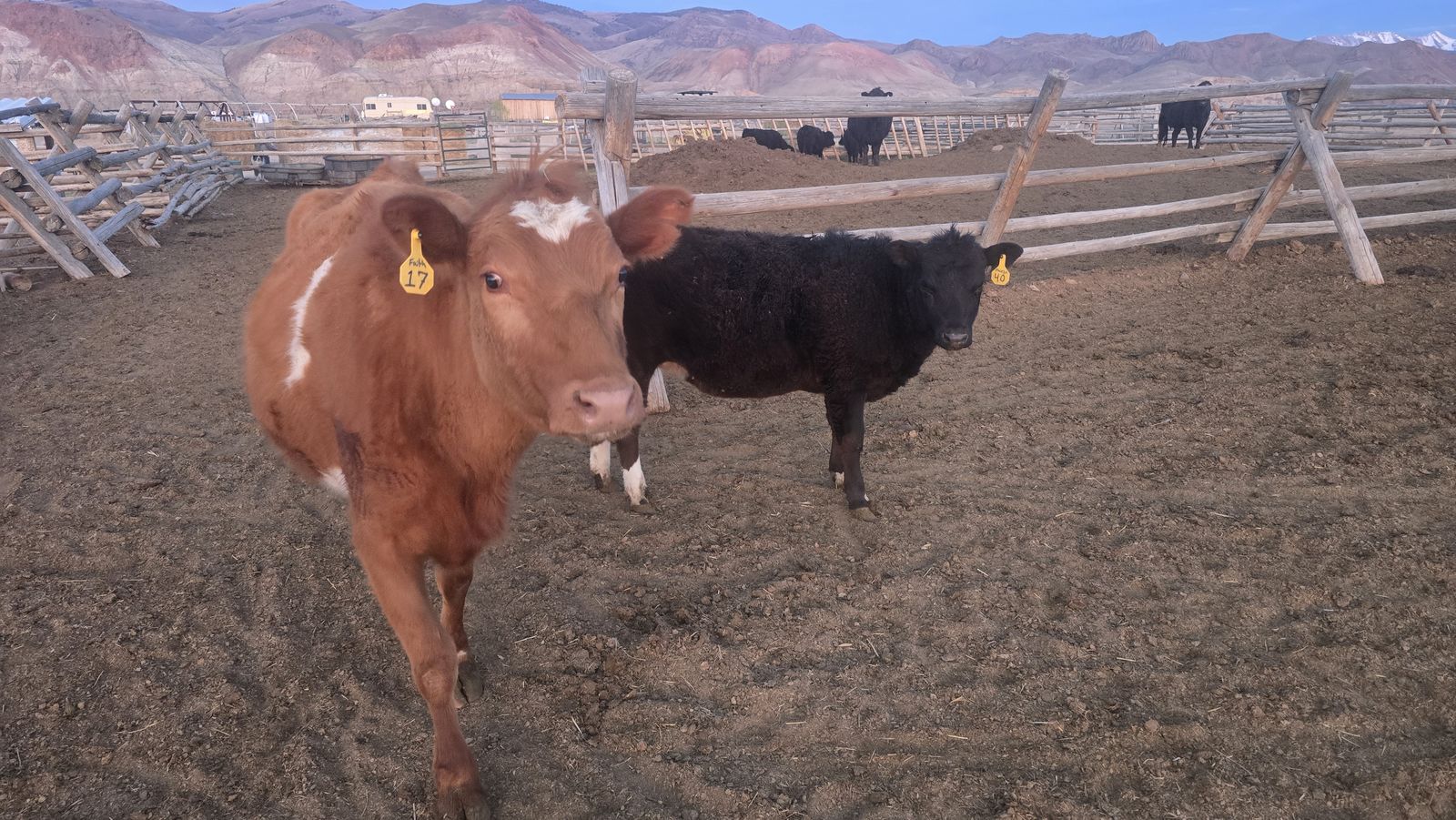 American aberdeen (lowline) cross Cow and heifer