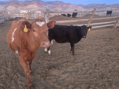 American aberdeen (lowline) cross Cow and heifer