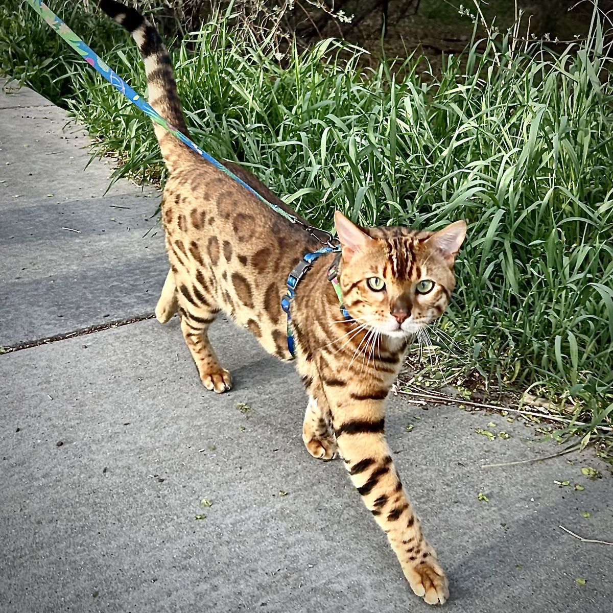 Male Bengal Mystique un-neutered w/2x Glitter Gene