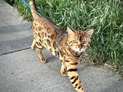 Male Bengal Mystique un-neutered w/2x Glitter Gene