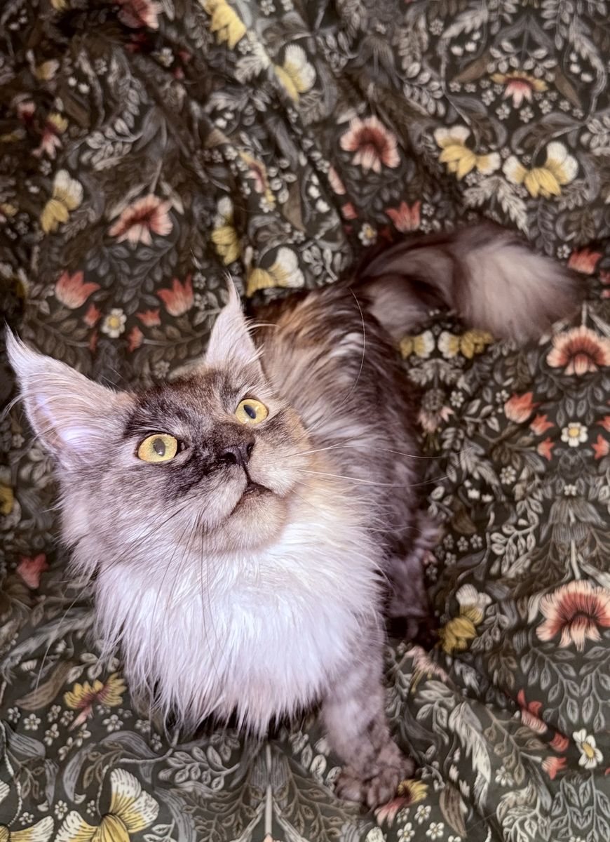 Grey Maine coon female 1 years old