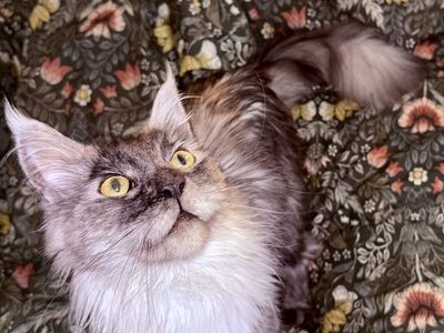 Grey Maine coon female 1 years old