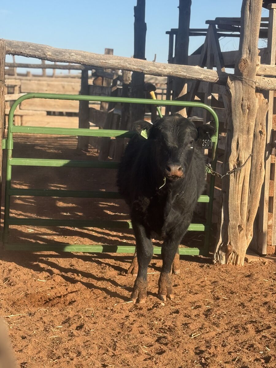 Yearling Black Angus Bull